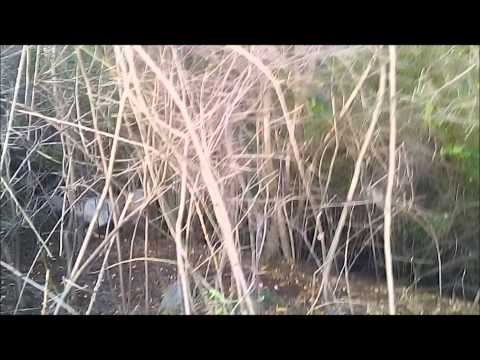 Un cucciolone di spinone e un adulto su beccaccia