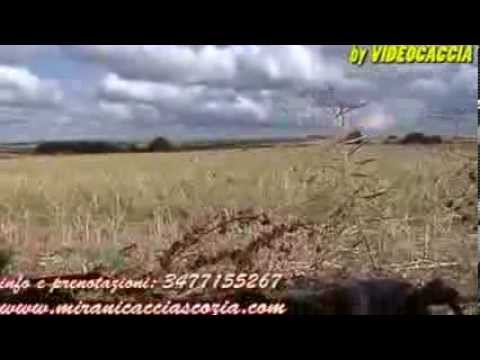Video di caccia ai colombacci in Scozia