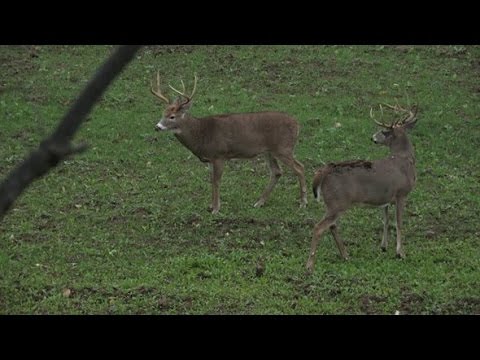 Deer Hunting : Deux Bucks Shooter dans la gamme Bow