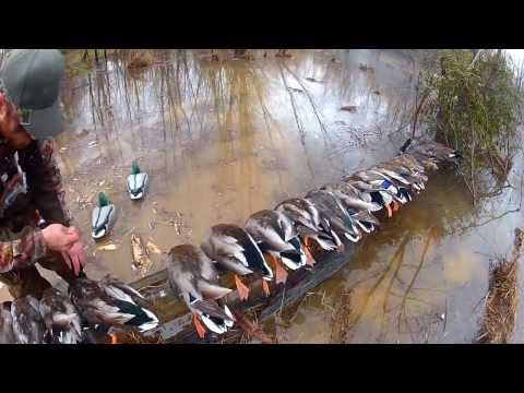 Caccia alle anatre in Nord Carolina