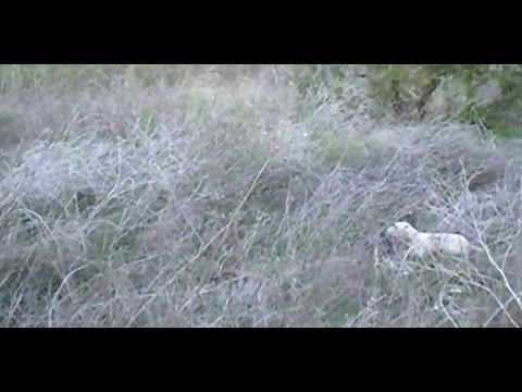 Spinoni italiani a caccia