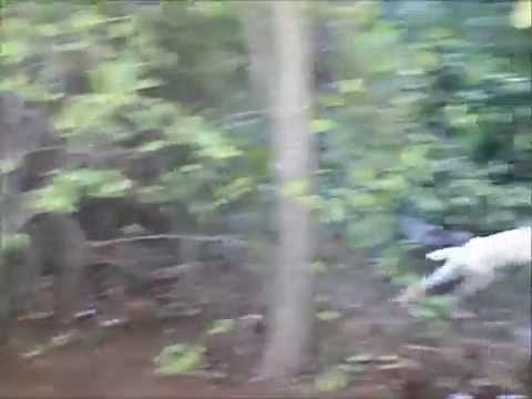 Spinoni italiani su beccaccia