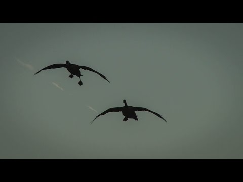 Le X: New York début de saison chasse à l\’oie