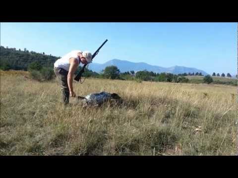 Caccia alla quaglia con il setter inglese