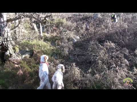 Caccia alla beccaccia nel bosco