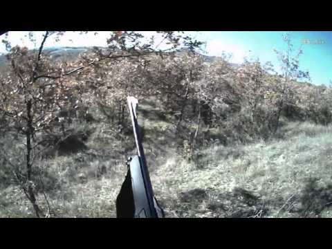 Coppia di cinghiali prelevati alla posta