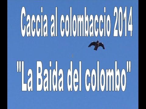 Caccia ai colombacci da appostamento temporaneo