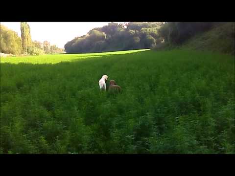 Cuccioli di 4 mesi spinone in filata su fagiano