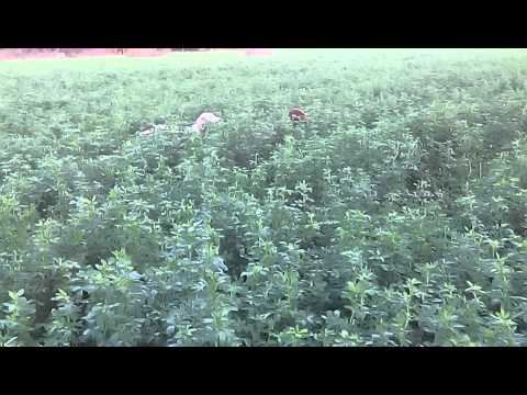 Cuccioli di 4 mesi spinone italiano