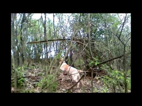 Ulisse spinone su fagiano pedinatore