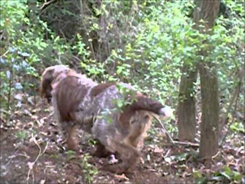 Anita spinone italiano su fagiano