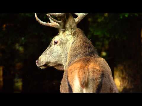 Carabina da caccia Blaser R8