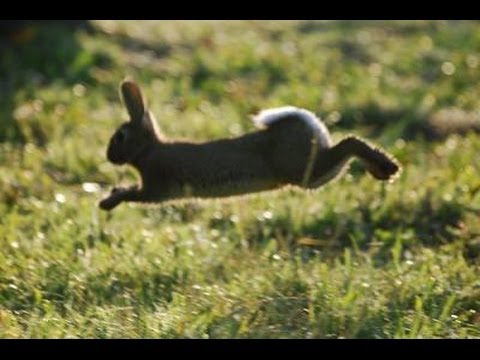 Video di caccia al coniglio