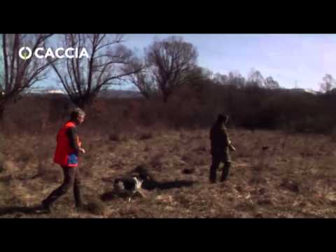 Cani da caccia: Addestrare l’Epagneul Breton