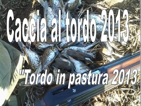 Caccia ai Tordi di passo in Puglia