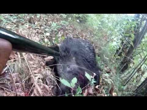 Caccia al cinghiale in Maremma