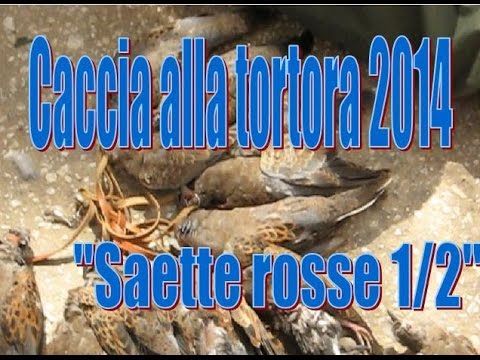 Caccia alle tortore africane 2014