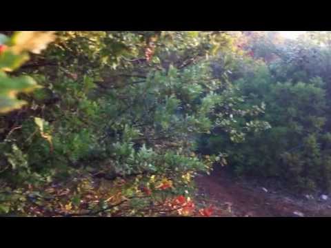 Caccia ai tordi in Puglia