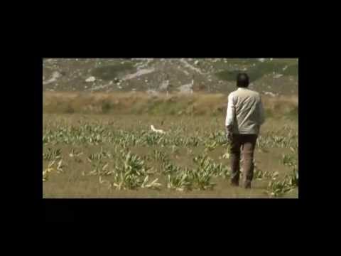 English Setter – setter day