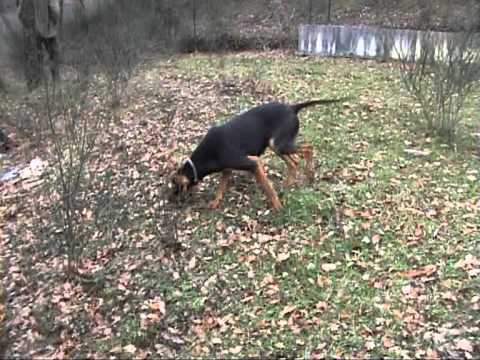 Segugi italiani a caccia di una lepre scaltra