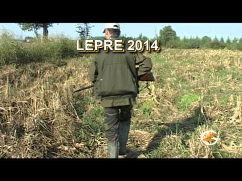 Caccia alla lepre con il segugio