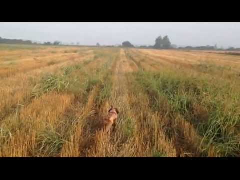 Caccia alla quaglia in Croazia