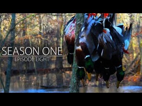 Caccia alle anatre in America del nord