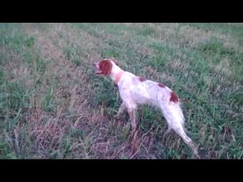 Epagneul Breton in allenamento su quaglie in Romania