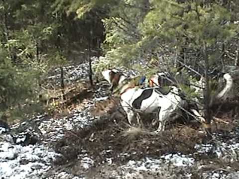 Caccia con l’arco con segugi da seguita in USA. – Cougar Hound Hunting in Washington, Bow Hunt Mountain Lion with Bearpaw Outfitters, Archery Hunts