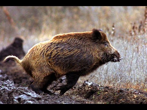 Caccia al cinghiale in Croazia