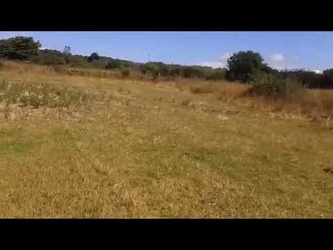 Addestramento Setter Inglese