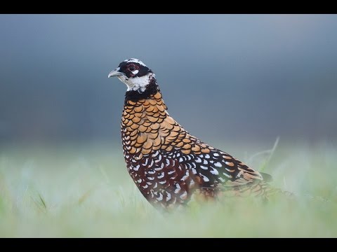 Caccia alla beccaccia e al fagiano