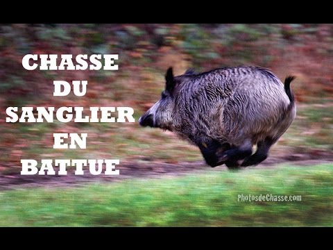Caccia al cinghiale in Francia