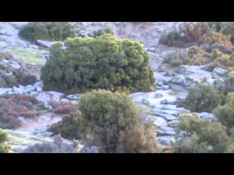 Video di caccia col segugio italiano