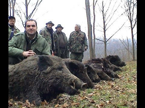 Caccia al cinghiale in Serbia