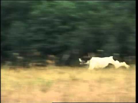 Il Pointer: una statua scolpita nella roccia!