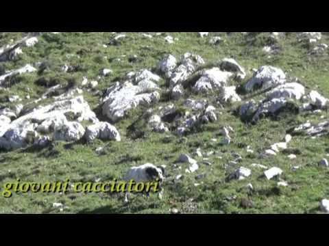 Caccia alla Beccaccia, i primi incontri