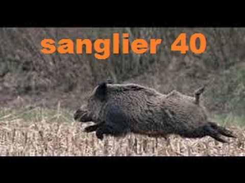 Caccia al Cinghiale in battuta