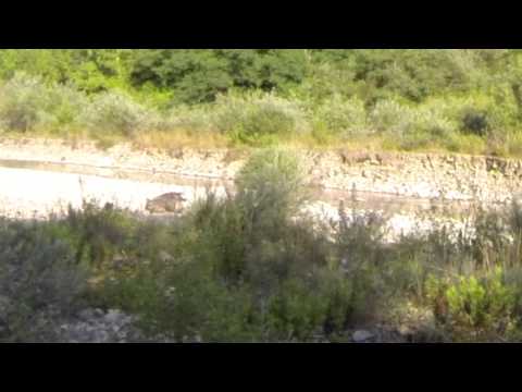 Caccia al Cinghiale sul fiume