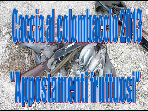 Caccia al Colombaccio con cal.28