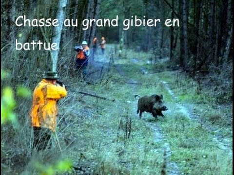Caccia al cinghiale in Francia