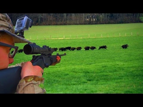 Caccia al cinghiale con carabina Blaser R8