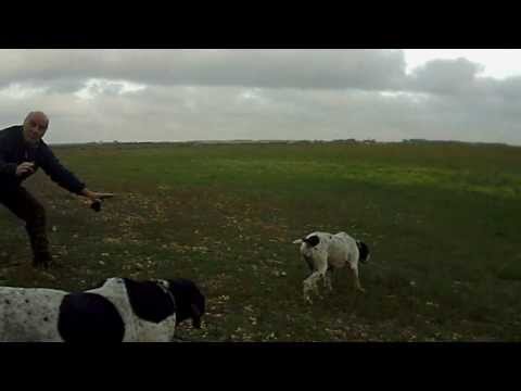 Addestramento Cani da Caccia