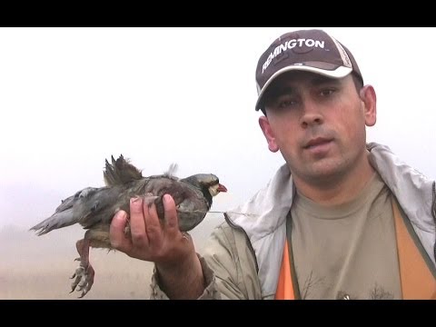 Caccia alla Pernice con il Pointer