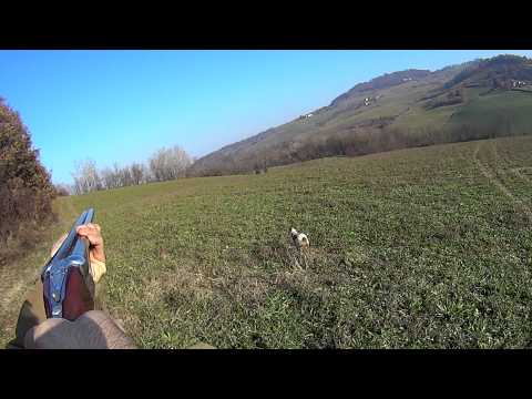 Caccia alla lepre con il breton