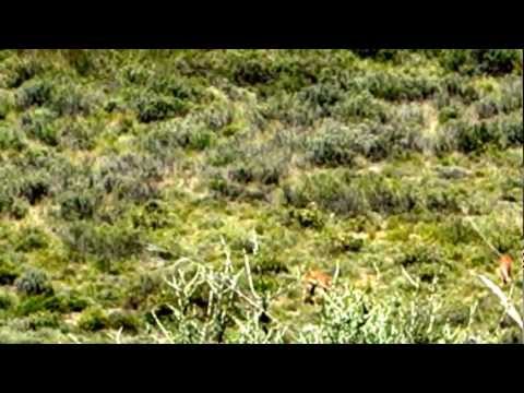 Caccia grossa in Sud Africa