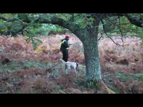 Caccia alla Beccaccia con Setter Inglese