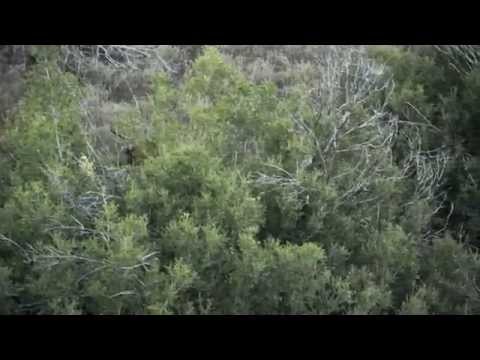 Caccia alla Lepre con Segugio Ellenico