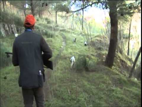 Caccia alla Beccaccia in Pineta con Setter Inglesi