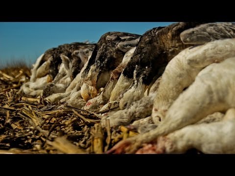 Oie des neiges Chasse: La frustration Ultimate – Fowled réalité